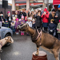 Jirčanský krampus, Staročeský advent