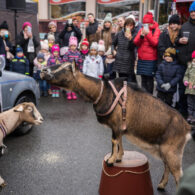 Jirčanský krampus, Staročeský advent