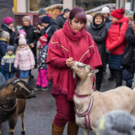 Jirčanský krampus, Staročeský advent