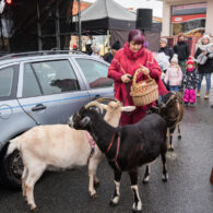 Jirčanský krampus, Staročeský advent