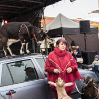 Jirčanský krampus, Staročeský advent