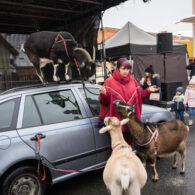 Jirčanský krampus, Staročeský advent