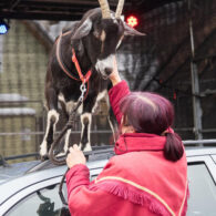 Jirčanský krampus, Staročeský advent