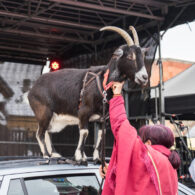 Jirčanský krampus, Staročeský advent