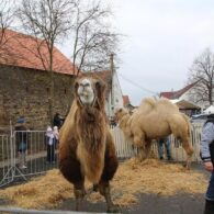 Staročeský advent 2017