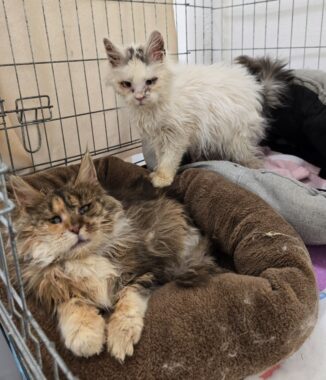 Nález koček Nález koček