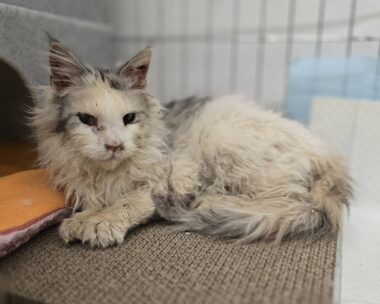 Nález trikolorní kočky Nález trikolorní kočky